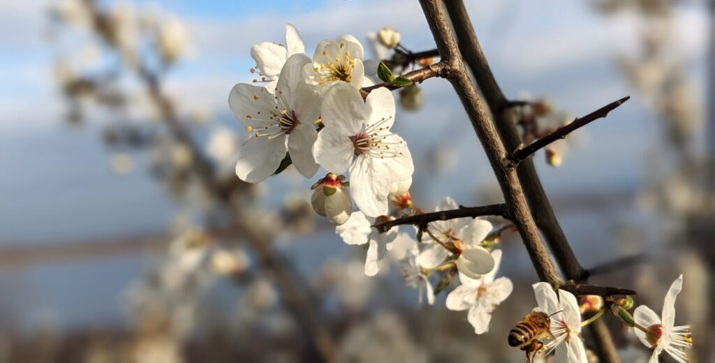 Yoga-Retreat "Zeit zum Aufblühen"